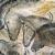 Grotte chauvet